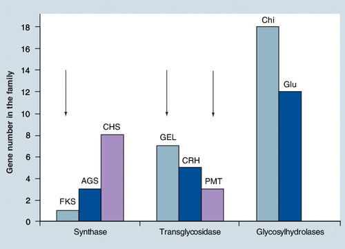 Figure 3. Number of genes per family of carbohydrate active enzymes in the Aspergillus fumigatus cell wall.Arrows indicate that one gene has been shown to be essential in the family.AGS: α-1,3-glucanosyltransferase; Chi: Endo-chitinases; CHS: Chitin synthase; CRH: Glucan-chitin transferase; FKS: β-1,3-glucan synthase; GEL: β-1,3-glucanosyltransferase; Glu: Endo-β-1,3-glucanase; PMT: O-mannosyltransferase.