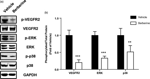 Figure 6. Molecular mechanisms involved in antiangiogenic effect of berberine. Tumour tissue from ectopic xenograft model was isolated and homogenized for Western blot analysis. ***p< 0.001 vs. vehicle group, **p< 0.01 vs. vehicle group. N = 6 for each group.