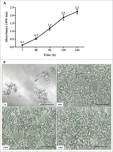 Figure 2. Kinetics of biofilm formation by P. brasiliensis in microdilution plates. (A) Measurements determined by the XTT reduction assay. Each point represents the mean of 3 measurements of absorbance at 490nm on a microtiter reader (iMarkTM Microplate Reader; BIO-RAD). (B) Kinetics monitored by Microphotograph taken using a camera attached to an inverted microscope. Bars = 30 nm for all panels.
