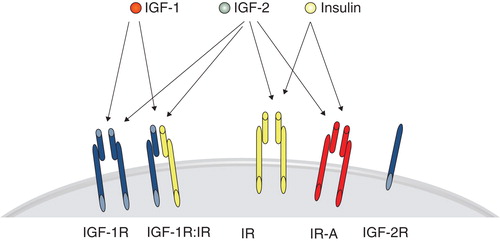 Figure 1. The most prominent ligand-receptor interactions with superior affinity over other ligands, i.e. IGF-1 to the IGF-1R and hybrids with either IR-A or IR-B, IGF-2 binds with high affinity IGF-1R, IR-A, and heterodimers with this isoform, while insulin displays high affinity for the IR and splice variants IR-A and IR-B only.