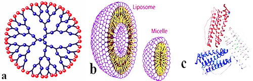Figure 3. Organic nanoparticles (a) Dendrimers (b) Liposomes and Micelles (c) Ferritin.