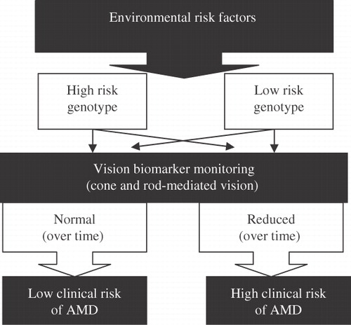 Figure 1.  Conceptual framework. Vision biomarkers determine clinical AMD risk (high or low) whereas genetic risk alone cannot. Each person has a unique exposure to environmental risk factors. For example in the case of a low risk genotype who develops AMD, vision biomarkers would show deterioration over time as environmental risk was higher. In case of a high risk genotype, vision biomarkers show no impairment over time as there is no (less) environmental risk. Thin arrows indicate alternate pathways.
