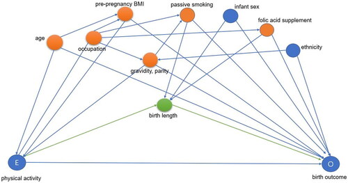 Figure 1. Directed acyclic graph for the association between physical activity and birth weight z-scores and gestational age. Minimally sufficient adjustment sets: age, occupation, pre-pregnancy BMI, folic acid supplementation during pregnancy, passive smoking during pregnancy, gravidity, and parity. Potential mediator was birth length.