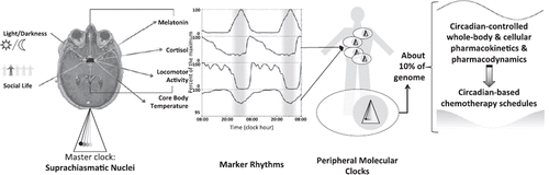 Figure 1. Schematic representation of the circadian timing system (CTS). Anatomical location on an axial plane from a nuclear magnetic resonance image of the central pacemaker, the SCN (suprachiasmatic nuclei). Included are also light and social entrainment cues, signalling the SCN through direct or indirect neural connections, four circadian biomarkers of CTS function, and the peripheral molecular clocks, controlling tissue-specific temporal variations in gene expression, through molecular regulation of transcription and post-transcription processes. Melatonin and rest–activity rhythms re-enforce the co-ordination of the central pacemaker, whereas cortisol and core body temperature rhythms provide endogenous resetting signals to peripheral molecular clocks.