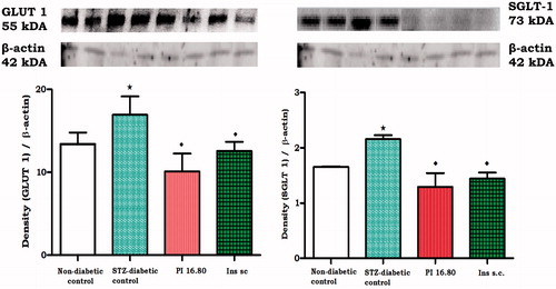 Figure 2. Comparison of the effects of topically applied PI hydrogel matrix patch and sc insulin on GLUT1 and SGLT1 in kidney tissues of STZ-induced diabetic rats, respectively, with untreated non-diabetic as determined by western blotting. Values are expressed as mean ± SEM. Values were obtained from western blots for six preparations. Notes: *Denotes p < 0.05 by comparison with non-diabetic animals. ♦Denotes p < 0.05 by comparison with respective control animals.