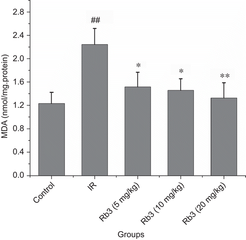 Figure 7.  Effects of ginsenoside Rb3 on MDA content in myocardial ischemia-reperfusion injury in rats. Data were expressed as the mean ± SD (n = 8–10). Statistical significances were determined using one-way analysis of variance (ANOVA) followed by the least significant difference test. ##p < 0.01 compared with control group; *p < 0.05, **p < 0.01 compared with myocardial ischemia-reperfusion group.