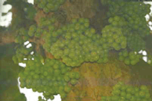Figure 2.  Unripe fruits of Ficus racemosa.