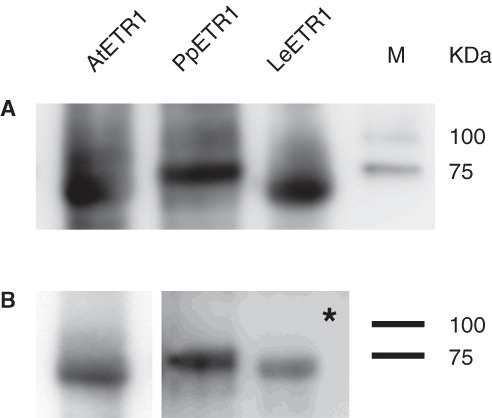 Figure 6. Western blot analysis of elution fractions from IMAC purification of AtETR1 (85 kDa), PpETR1 (89 kDa) and LeETR1 (87 kDa). The receptor proteins were identified by immunostaining with an antibody directed against the deca His-tag (A) and by an antibody directed against an epitope in the C-terminal domain of receptor AtETR1 (B) (Schaller et al. Citation1995). Signals were detected after 30 sec and 10 min (indicated by asterisk), respectively. Molecular weight marker: lane M, Precision Plus Dual Color Protein Standards.