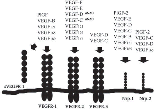 Figure 2. VEGF family and VEGF receptors.