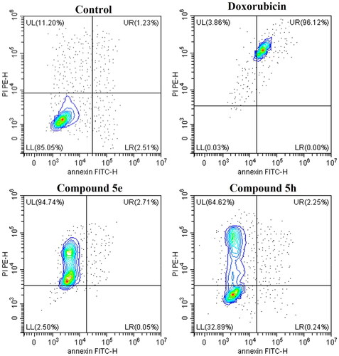 Figure 7. Contour plots measuring the percentage of viable (LL), early apoptotic (LR), late apoptotic (UL), and necrotic cells (UR) by AV/PI assay using flow cytometry. The assay was performed after the treatment of HCT-116 (colon cancer) for 24h with doxorubicin, 5e and 5h compared to 0.1% DMSO negative control.