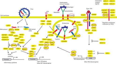Figure 1. Genes connected to the type I interferon production and response in pDC. Left: Genes involved in the response to viral RNA/DNA by the cytosolic pattern recognition receptors leading to transcription of type I IFN genes. Via NF-kB activation, genes for several inflammatory cytokines are also activated. TNAIP3 is involved in the down-regulation of a pro-inflammatory response. Middle: Induction of IFN production by interferogenic DNA/RNA-containing immune complexes (IC) as outlined in the text. TLR3 is expressed by many different cell types and can be activated by viral RNA, while bacterial LPS is recognized via TLR4 that signals via two different pathways. Right: IFN signaling via the type I IFN receptor (IFNAR). The interferon-stimulated response elements (ISREs) induce expression of several hundreds of IFN-induced genes, including IRF5 and IRF7. The pDC response is modulated by several chemokines. Variants of genes in red circles are associated to an increased risk for SLE.