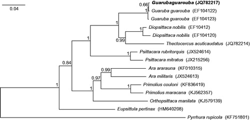 Figure 1. The phylogenetic tree obtained in MrBayes for control region sequences indicating that the studied individual (bolded) belongs to Guaruba guarouba species. The tree was generated with Bayesian method in MrBayes 3.2.5 (Ronquist et al. Citation2012) using the model GTR + I + G as suggested by jModelTest 2.1.7 (Guindon & Gascuel Citation2003; Darriba et al. Citation2012). 10,000,000 MCMC repetitions with burn-in of 25% was assumed. Tree was rooted with Pyrrhura rupicola sequence. Genbank accession numbers are shown in parenthesis. Bayesian posterior probabilities are shown at nodes.