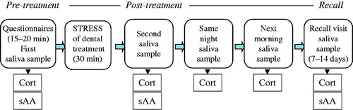 Figure 1. Schematic depiction of the study protocol and saliva sampling. Cort: salivary cortisol and sAA: salivary alpha-amylase.