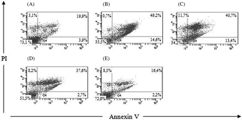 Figure 4. Flow cytometry analysis of apoptosis induced by cisplatin in human proximal tubule cells (HK-2): (A) Control group, (B) Cis group, (C) Nec-1 + Cis group, (D) Cis + z-VAD group, and (E) Nec-1 + Cis + z-VAD group.Note: PI, propidium iodide.