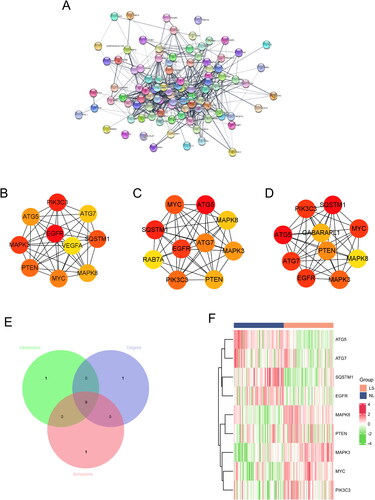 Figure 3. Identification of core DEARGs. (A) PPI network of DEARGs. Top 10 genes with the Highest betweenness (B), closeness (C), and degree (D). (E) Venn diagram of the overlapped genes. (F) Heatmaps of the 10 core DEARGs in the GSE30999 dataset.