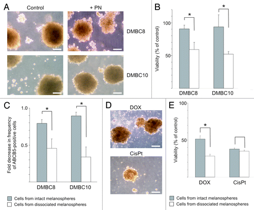 Figure 6. Parthenolide (PN) has a limited capacity to affect cells inside of melanospheres. (A) Microphotographs showing melanosphere integrity following treatment with 12 μM PN. Scale bars represent 100 μm. (B). Comparison of PN-induced changes in viability between populations of cells treated as intact melanospheres and as single melanoma cells from dissociated spheres. Melanoma cells were exposed to drug for one day, and after additional two days in drug-free medium, viability was measured by flow cytometry as percentage of 7-AAD-negative cells in PN- vs. DMSO-treated cells (control) (* p < 0.05; n = 3). (C). Comparison of PN-induced decrease in the ABCB5-positive cell frequency between DMBC10 populations treated as intact melanospheres and those treated as single-cell culture (*p < 0.05; n = 3). (D). Microphotographs showing DMBC10 melanospheres treated with 1 μM doxorubicin (DOX) and 5 μM cisplatin (cisPt) for one day followed by a recovery period. Scale bars represent 100 μm. (E). Comparison of DOX- or cisPt-induced changes in viability between DMBC10 populations of cells treated as intact melanospheres and as single melanoma cells from dissociated spheres (* p < 0.05; n = 3).