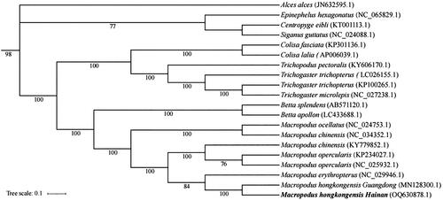 Figure 3. Phylogenetic tree of M. hongkongensis inferred by ML. The position of the Hainan population is shown in bold.