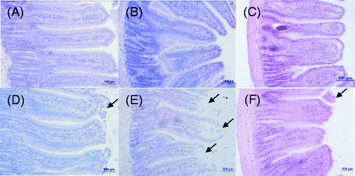 Figure 1. Photomicrographs of H&E-stained sections of rat jejunum, duodenum, and ileum on day 3 (200 × magnification); top row, control group; lower row, heat-stress group (A, D, duodenum; B, E, jejunum; C, F, ileum). Villi of the duodenum, jejunum, and ileum in the heat-stress rats were all damaged, especially in the jejunum. Scale bar represents 100 µm. Arrows represent damage to the mucosal epithelial cells.