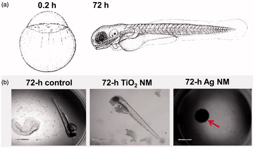 Figure 2. Shematic representation of embryonic development (0.2 h and 72 h are shown) of zebrafish (Kimmel et al., Citation1995, reprinted with the permission of John Wiley and Sons) (a). Representative images of development of unexposed zebrafish embryo (control) or exposed to 100 mg/l TiO2 NMs or to 10 mg/l Ag NMs after 72 h (b). Red arrow indicate undeveloped embryo exposed to Ag NMs. Scale bar = 1 mm.