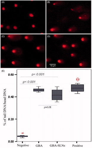 Figure 7. Photographic illustrations of comet assay after 48 h incubation. (A) Untreated A549 cells, (B) treated A549 cells by 200 µM H2O2 (positive control), (C) treated A549 cells by GBA, and (D) treated A549 cells by GBA-SLNs. (E) Box-plot graph of DNA tail/DNA head% is shown; the DNA cleavage level in GBA and GBA-SLN-treated cells is not as high as treated cells with 200 mM H2O2 but is significantly (p<0.001) higher than untreated cells.
