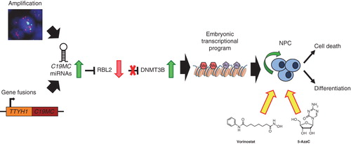 Figure 2. Targeting DNMTs as novel therapeutics in high-risk CNS-PNETs. C19MC amplification or TTYH1-C19MC gene fusions result in overexpression of C19MC miRNAs. C19MC-mediated post-translational downregulation of RBL2 leads to de-repression of DNMT3B and high expression of an embryonic, brain-specific DNMT3B isoform that promotes a highly primitive neural transcriptional and epigenomic program in CNS-PNETs. Treatment with DNMT or HDAC inhibitors, 5-AzaC and Vorinostat, inhibits growth of cell lines from C19MC-associated lethal embryonal brain tumors by promoting cell death or differentiation.