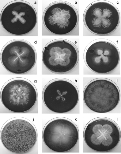 Figure 1.  Several non-white rot fungal strains isolated from samples of EHCO-polluted soils and cultivated axenically. Note that these fungi were able to grow in Cz minimal medium supplemented with EHCO-emulsion as sole carbon source: (a) Penicillium sp. 4; (b) Neosartorya spinosa NS-2; (c) Paecillomyces sp.; (d) Aspergillus terreus; (e) Pseudallescheria angusta PA-2; (f) Penicillium sp. NRRL-28143 PN-2; (g) Fusarium solani HP-1; (h) Pestalotiopsis palmarum; (i) Trichoderma viride TV-1; (j) Trichoderma inhamatum; (k) Fusarium proliferatum FP-2; (l) Pseudallescheria angusta PA-1.