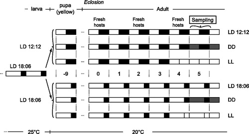 Figure 1. Overview of experimental set up. From a common LD18:6 entraining phase at 25 °C, wasps were split into six different conditions nine days before eclosion. On day 5, post-eclosion wasps were collected. Fresh hosts were provided every two days starting from eclosion day. On top, the life stages are indicated. Light and black boxes represent light and dark phases of days.