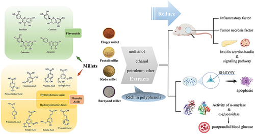 Figure 5. Polyphenols in millets and their effect on diabetes-related factors.[Citation73]