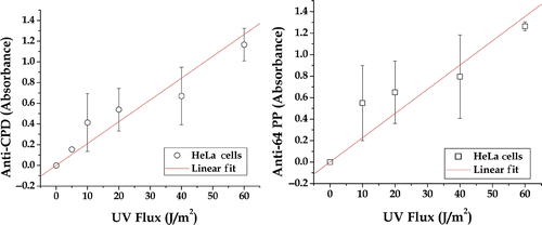Figure 7. Dose response in HeLa cells. The relative increase in the indicated UV photoproduct per unit DNA is plotted as a function of UV dose. The points are an average of two or more experiments. When error bars are shown, they represent the standard error for three or more experiments.
