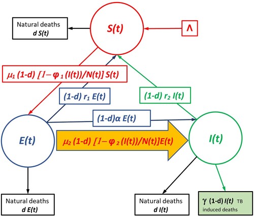 Figure 1. Flowchart of both SEI Compartment Models (with no treatment) The chart flow of the endogenous (non-exogenous) model is obtained by deleting the arrow whose interior is coloured in orange.