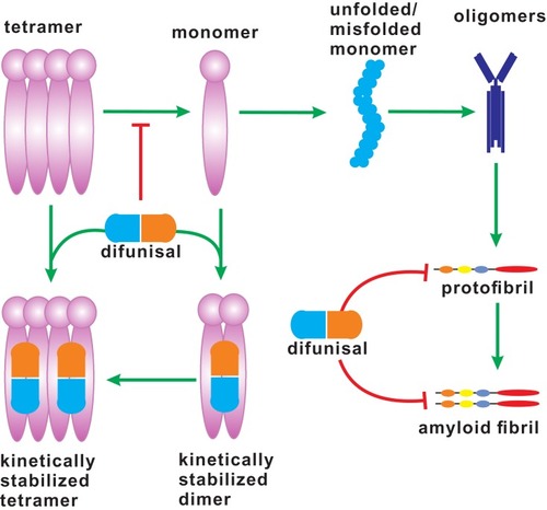 Figure 2 The dissociation of TTR tetramer. TTR tetramer dissociates into monomers, which can be dimerized and further tetramerized by interacting with diflunisal. The unfolded/misfolded monomers of TTR aggregate to form amyloid fibrils, which may be inhibited by inhibitors, such as diflunisal.