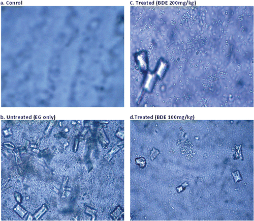 Figure 3.  CaOx crystals in the urine of different treatment groups (Leica EZ-4D) at 40 × 10× magnification. (A) Control rats showed very few or no crystals; (B) Untreated rats excreted numerous oval COM and pyramidal shaped COD crystals; (C and D) Treated rats excreted a significantly reduced number of crystals.
