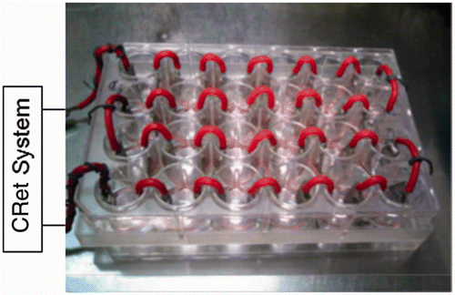 Figure 1. The pairs of stainless electrodes were inserted in each well and connected to the hyperthermia apparatus with a capacitive-resistive electric transfer (CRet) system.