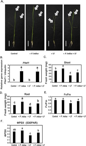 Figure 1. Effects of P. indica colonization on rice growth and photosynthesis under rice leaffolder infestation conditions. The 4-leaf-stage P. indica-inoculated and noninoculated plants were treated with rice leaffolder larvae. The phenotype (A), biomass of shoots (C) and roots (D), Fv/Fm (E) and ΦPSII (F) of plants were detected after 3 d of larval feeding treatments. In (C) to (F), the data are shown the mean ± SE of six independent experiments. There were five plant samples for each treatment in each independent experiment. (B) Expression of Pitef1 genes in plant roots (n = 3). Control, non-P. indica inoculated and nonlarvae-feeding treatment. LF, rice leaffolder larvae. The different letters indicate statistically significant differences among group samples (P < 0.05).