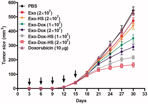 Figure 7. Doxorubicin-containing exosomes inhibit the growth of MFC-7 cells in vivo. Individual BALB/c nude mice were inoculated subcutaneously with 1 × 107 MCF-7 cells and three days after inoculation, the mice were injected subcutaneously with Exo-Dox-HS, Exo-Dox (from 1 × 107 or 2 × 107 cells), Exo, Exo-HS (from 2 × 107 cells), 10 μg doxorubicin or PBS (100 µL) every 3 days for five times. The growth of implanted breast tumours was monitored. Data are expressed as mean ± SD of tumour volumes from each group (n = 5) from two separate experiments. Arrows indicate the time points for treatment.