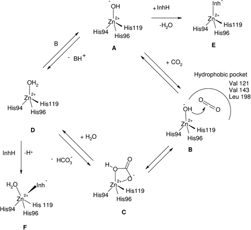 Scheme 1.  Catalytic and inhibition mechanisms (with zinc ion binders) of α-carbonic anhydrases (CAs) (hCA I amino acid numbering of the zinc ligands). A similar catalytic/inhibition mechanism is valid also for CAs from other classes (β-, γ- and ζ-CAs) but either the metal ion is coordinated by other amino acid residues or a Cd(II) ion is present instead of zinc at the active site.