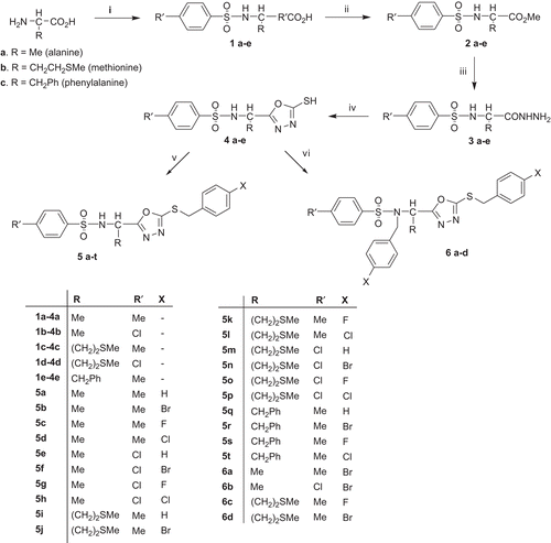 Scheme 1.  Reagents and conditions. (i) 4-Chloromethyl/methylbenzenesulphonyl chlorides, K2CO3, CHCl3; (ii) MeOH, H2SO4, reflux 4 h; (iii) N2H4.H2O, MeOH, reflux 3–4 h; (iv) CS2, KOH, MeOH, reflux 18–20 h; (v) 1.0 eq. YCH2C6H4X, acetone, K2CO3, r.t.; (vi) 2.0 eq. YCH2C6H4X, acetone, K2CO3, r.t.