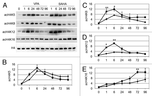 Figure 2. Effects of VPA or SAHA on H4 acetylation at specific lysine residues. Kasumi-1 cells were incubated or not (time 0) in the presence of 2 mM VPA or 1 μM SAHA for the indicated times (hours). (A) Western Blotting was then performed with the indicated antibodies. (B–E) Graphs represent (mean ± SEM of data from three independent experiments) H4 acetylation following treatment with VPA (diamond) or SAHA (square) at K5 (B), K8 (C), K12 (D) or K16 (E), as determined by densitometry of bands. Values were intra-experimentally normalized for H4 content and expressed as fold-increase with respect to the time 0 value. The statistical significance of differences within the same time point was determined by the Student’s t-test for paired samples (*p < 0.05; **p < 0.01).
