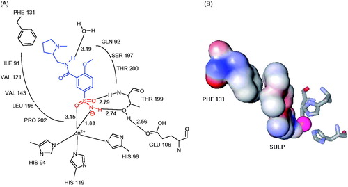 Figure 1. (A) Binding of sulpiride to hCA II active site. Figures represent distances in Å. (B) Representation of the π-stacking between the phenyl ring of Phe131 and the N-methylpyrrolidone fragment of the drug.