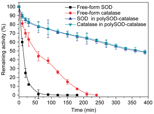 Figure 3.  Plasma circulation time of SOD and catalase in rats. Antioxidant enzyme samples were injected intravenously into anesthetized Sprague-Dawley rats. The activities of SOD (U) and catalase (U) remaining in the plasma were measured as a function of time. Rat plasma before injection was used as the blank for plasma enzyme activity determination. Initial glutaraldehyde concentration for polymerization reaction was 0.25%..