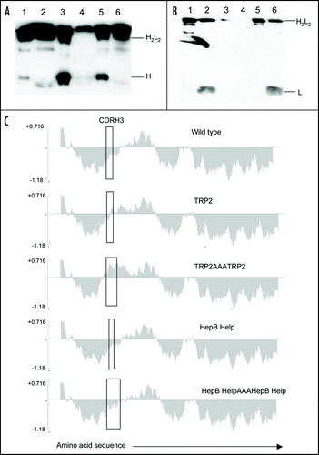 Figure 2 Antibody secretion. (A) A total of 2 µg of purified protein (lanes 1, 3 and 5) and supernatant from transfected CHO-S cells (lanes 2, 4 and 6) were loaded onto a 12% SDS-PAGE gel and subjected to electrophoresis under non-reducing conditions. Wild type ImmunoBody™ antibody is shown in lanes 1 and 2, TRP2 grafted into the CDRH2 site alongside the gp100 210M CTL in CDRH1 and HepB help CD4 epitope in CDRL1 in lanes 3 and 4 and the TRP2 CTL epitope in CDRH3 in lanes 5 and 6. The nitrocellulose blot was incubated with a HRP goat anti human IgG Fc specific antibody. (B) Western blot analysis was carried out as above however the nitrocellulose blot was incubated with a HRP anti human kappa light chain antibody. (C) Hydropathicity plots of CDRH3 within the wild type ImmunoBody™ heavy chain and those incorporating CTL (TRP2) and CD4 (HepB help) epitopes. The Kyte and DoolitleCitation70 hydropathicity index was utilized to calculate the hydropathicity distribution.