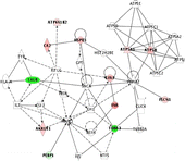 Figure 3 Functional network mapping of differentially expressed hippocampal proteins after chronic corticosterone. Proteins with expression altered after 60 days of corticosterone treatment were analysed regarding their biological functional network using the IPA (Ingenuity Systems, www.ingenuity.com). The network is displayed as nodes (proteins) and lines (biological relationships between the nodes). Focus proteins which are downregulated under corticosterone treatment are shown in green, proteins upregulated under chronic corticosterone in red. Protein abbreviations can be inferred from Table II. The network contains the phosphatidylethanolamine binding protein-1, PEBP1, and other putative chronic corticosterone target proteins such as calreticulin, CALR, various components associated with synaptic plasticity (internexin alpha, INA; fascin 1, FSCN1; tubulin alpha, TUBA3; glial acidic fibrillary protein, GFAP), as well as metabolic factors (carbonic anhydrase 2, CA2; aldo-keto reductase family 1 member A1, AKR1A1; mitochondrial H+-transporting ATPase F1 alpha isoform 1, ATP5A1, and beta isoform, ATP5B, as well as H+-transporting ATPase V1 subunit B isoform 2, ATP6V1B2) and chaperones (heat shock protein 1, HSPD1).