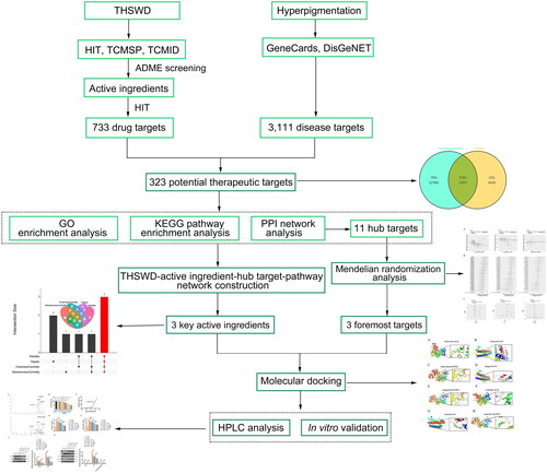 Figure 1. Workflow of the network pharmacology-based study, designed to investigate the anti-hyperpigmentation mechanisms of THSWD. THSWD, Tao-Hong-Si-Wu decoction.