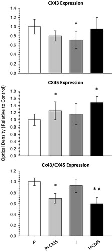 Figure 4. The impact of social isolation and chronic mild stress (CMS) on connexin43 (Cx43) and connexin45 (Cx45) expression in the left ventricle. Expression levels of Cx43 (top) and Cx45 (B) were determined by Western blot and normalized to the GAPDH loading control. In addition, the ratio of Cx43/Cx45 (bottom) was determined after normalization of Cx43 and Cx45 to GAPDH. Data are represented as the mean and standard error of the mean (SEM) for each group relative to control (paired). Quantification (mean ± SEM) of Cx43 and Cx45 expression is shown for paired (P, n = 8), paired + CMS (P + CMS, n = 9), isolated (I, n = 9), and isolated + CMS (I + CMS, n = 9). Statistical symbols indicate the value is significantly different (p < 0.05, using 2-factor, independent groups ANOVA and Student’s t-tests with a Bonferroni correction) from: * = paired group; ^ = isolated group.