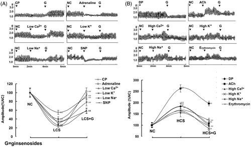 Figure 2. Ginsenoside-induced bidirectional regulation (BR) on the contractility of isolated jejunal segment (IJS). Representative traces and statistical analysis of total traces from six independent experiments of ginsenosides-induced BR on the contractility of IJS in (A) six low contractile states (LCS) and in (B) six high contractile states (HCS). Contractile amplitude of IJS in the normal contractile state is set to a relative value of 100% (normal control, NC). Low and high contractile states of IJS are the relative values compared with NC. Data are expressed as the mean ± SEM. (% NC, n = 6); ##p < 0.01 compared with nc; **p < 0.01 compared with contractile amplitude of IJS in LCS or HCS before given ginsenosides, respectively. CP: Constipation-prominent rats; DP: Diarrhea-prominent rats; SNP: Sodium nitroprusside.