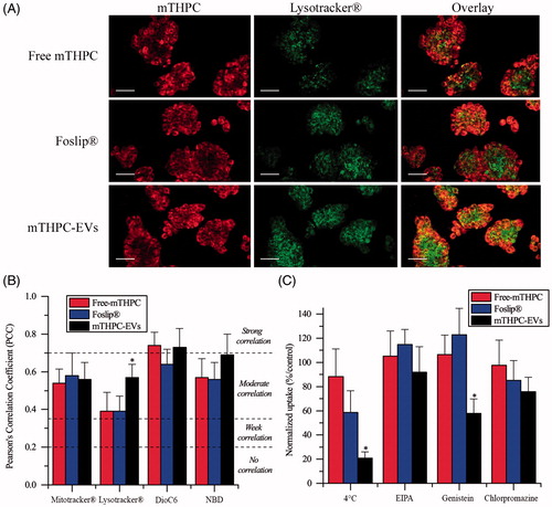 Figure 3. (A) Typical confocal images HT29 cells costaining with different mTHPC formulations (1.45 µM) and Lysotracker®. Left panel displays mTHPC images, center panel displays Lysotracker® images and right panel displays overlay images. These images were representative of three independent experiments. Scale bar: 50 µm (B) PCC values obtained from overlay images. (C) Endocytosis pathways inhibition of cellular uptake of mTHPC formulations after incubation at 4 °C or 37 °C with endocytosis inhibitors. *: p < .05 compared to free and liposomal mTHPC.