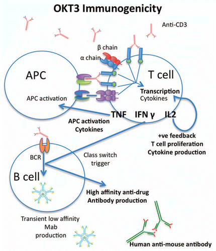 Figure 1 Immunogenicity of monoclonal antibodies. There are numerous mechanisms that may account for the immunogenicity of monoclonal antibodies. Importantly, many of these phenomena act synergistically, potentiating life-threatening immune responses. In the case of anti-CD3 antibodies such as OKT3, the antibody can bind to the CD3 receptor freely, or in the context of antigen-presenting cells (APCs) through Fc receptor binding. This presentation cross-links the CD3 molecule on the T-cell surface, triggering immunoreceptor tyrosine-based activation motif (ITAM)-mediated T-cell activation. In the case of some human antibodies, complementarity-determining regions may also be presented to the T cells in the context of major histocompatibility complex. No matter the form of T-cell presentation, all trigger ITAM-mediated cytokine production. Some cytokines, including interleukin (IL)-2, act in a positive feedback loop on the T cells, causing further T-cell activation, proliferation and cytokine production. Other cytokines, such as tumor necrosis factor (TNF), mediate febrile responses and, in conjunction with interferon (IFN)γ, activate APCs, which may produce their own set of pro-inflammatory cytokines. In addition to APC activation, IFNγ also stimulates affinity maturation in B cells, also known as class switching. Initially, B cells will produce transient low-affinity antibodies, with little to no clinical relevance. However, cytokines such as IFNγ drive B cells to produce antibodies with high affinity. In the context of protein therapeutics, these antibodies are usually IgG antibodies that may exhibit long serum half lives and neutralizing properties.