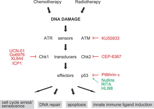 Figure 1 Schematic overview of the DNA damage response. Promising drug targets in the DNA damage response are highlighted. Specific inhibitors are indicated by—|, activators by →.