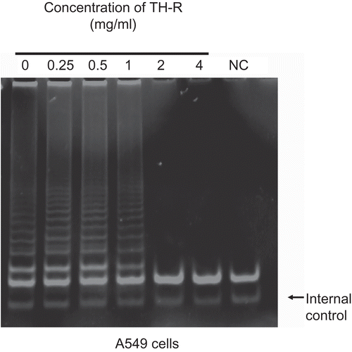 Figure 3.  Evaluation of the effect of TH-R on telomerase activity in A549 cells for 24 h. A549 cells were treated with varying concentrations (0, 0.25, 0.5, 1, 2, and 4 mg/mL) of TH-R for 24 h. Telomerase activity was detected on TRAP assays and the 36-base pair internal standard was used as a control. The data are representative of three independent experiments. NC (negative control, right lane): no telomerase extract was added.