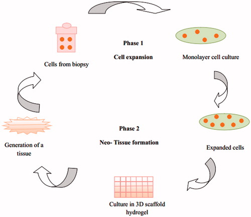 Figure 6. Schematic flow chart of basic principle of tissue engineering using hydrogels as extracellular matrix.